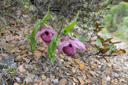 Cypripedium tibeticum, photograph 2