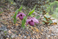 Cypripedium tibeticum, photograph (c) Morten Ross, some rights reserved (CC BY)
