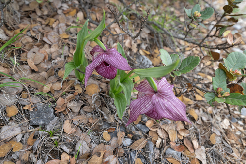 Cypripedium tibeticum, photograph 3