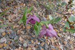 Cypripedium tibeticum, photograph (c) Morten Ross, some rights reserved (CC BY)