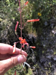 Penstemon subulatus
