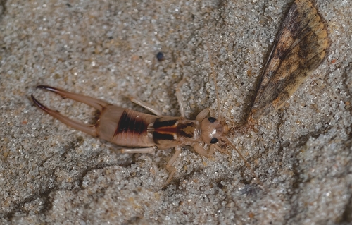 Shore Earwig