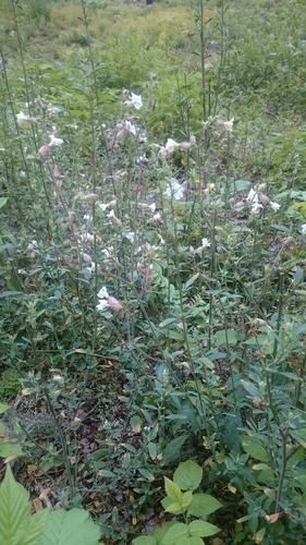 white campion