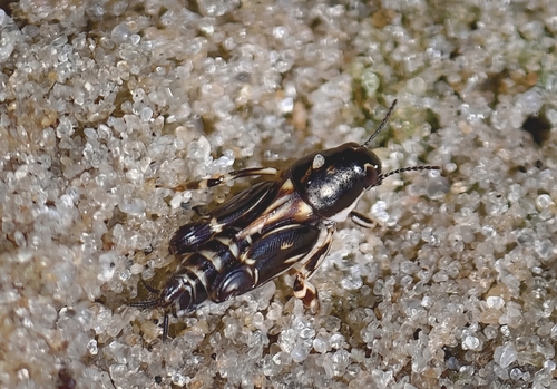 Colourful Molehopper