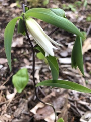 Uvularia sessilifolia