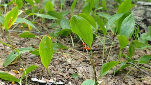 European lily of the valley