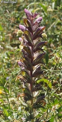 Acanthus syriacus