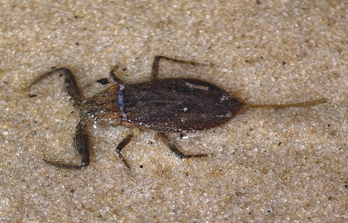 Eurasian Water Scorpion