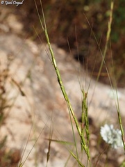 Aegilops speltoides