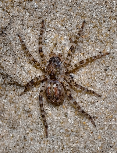 Northern Bear Spider