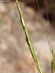 Aegilops speltoides
