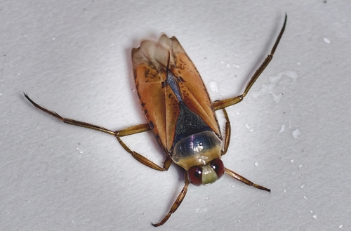 Eurasian Greater Water Boatman