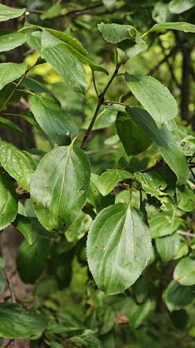 common buckthorn