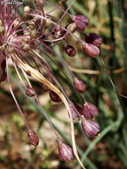 Allium daninianum