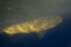 Notorynchus cepedianus