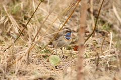 Luscinia svecica
