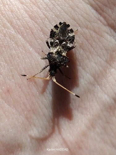 Centrocoris variegatus