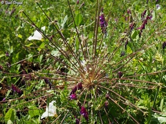 Allium schubertii
