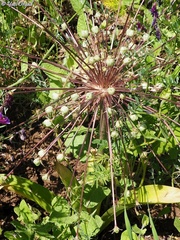 Allium schubertii