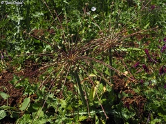 Allium schubertii