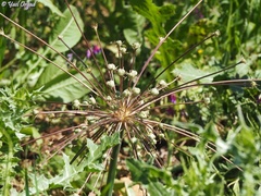 Allium schubertii