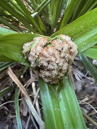 Scirpodendron ghaeri observed 2026-08-11