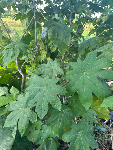 castor bean