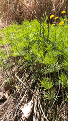 Coreopsis verticillata