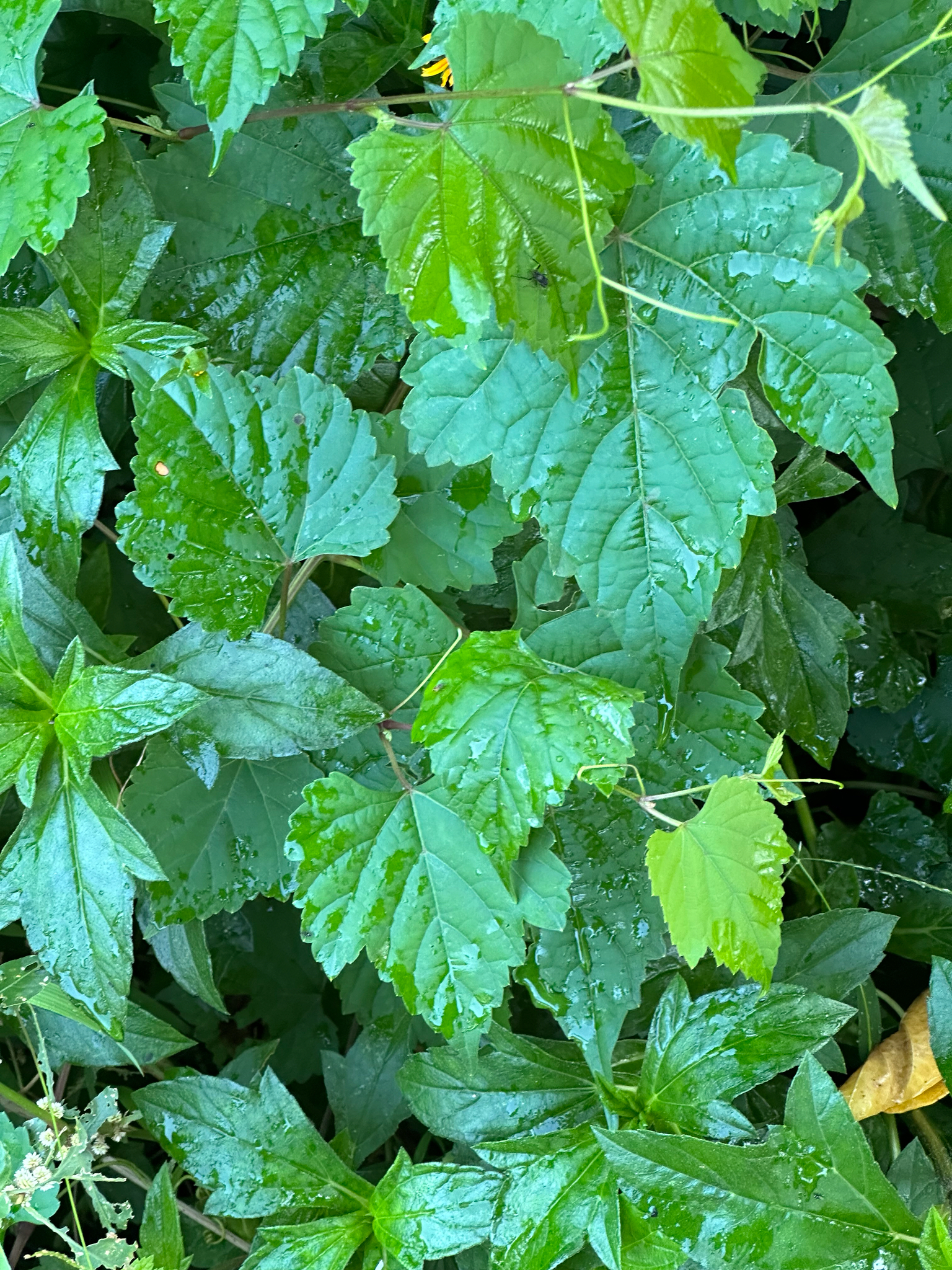 Ampelopsis glandulosa (Ampelopsis glandulosa)