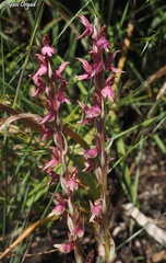 Anacamptis sancta