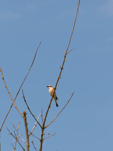 Red-backed Shrike