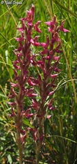 Anacamptis sancta
