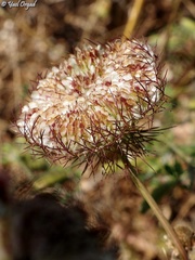 Artedia squamata