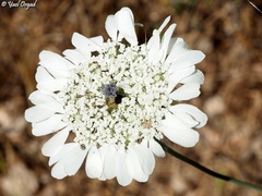 Artedia squamata