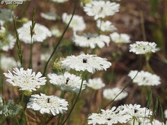 Artedia squamata