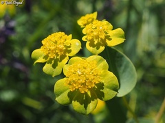 Bupleurum subovatum