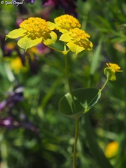 Bupleurum subovatum