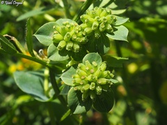 Bupleurum subovatum