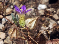 Campanula hierosolymitana
