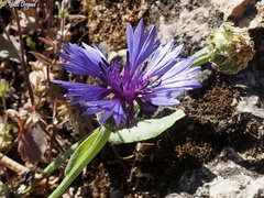 Centaurea cyanoides