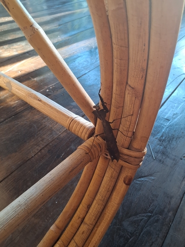 Giant Dead Leaf Mantis