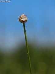 Cephalaria joppensis