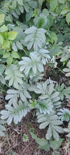common silverweed
