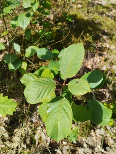 alder buckthorn