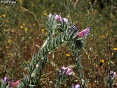Echium judaeum
