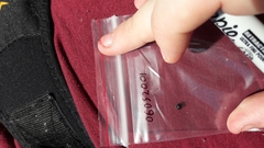 Parexochomus nigromaculatus