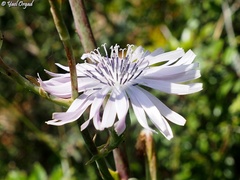 Lactuca tuberosa