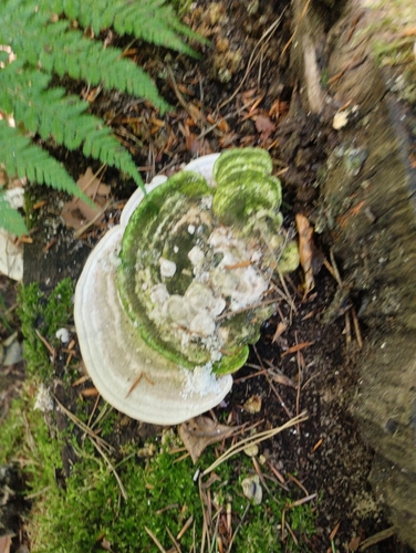 Lumpy Bracket