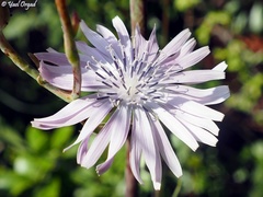 Lactuca tuberosa