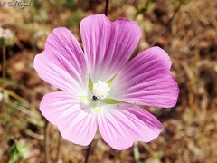 Malva punctata